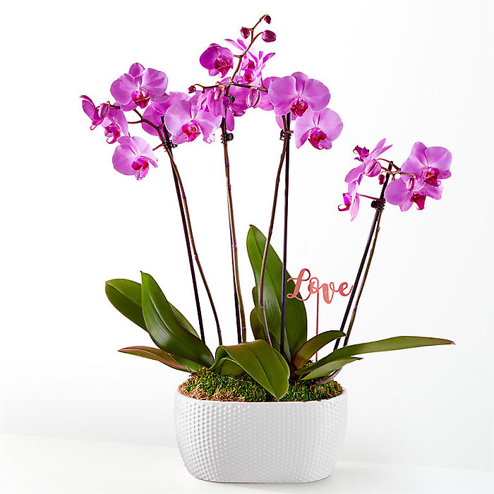 Love &amp; Orchids Garden